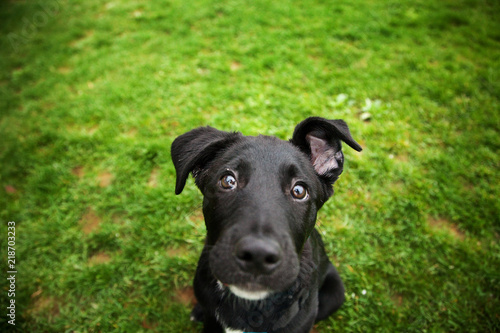 Black Labrador Retriever