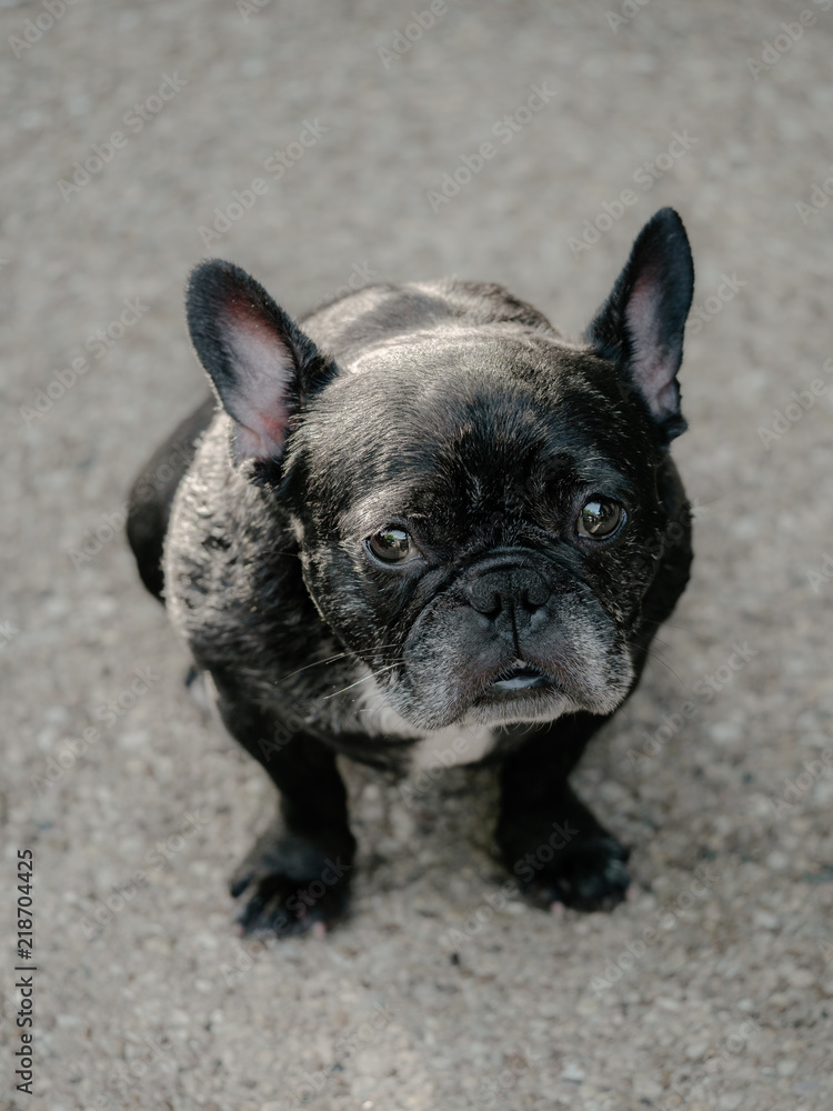 Fototapeta premium Cute Brindle Frenchie