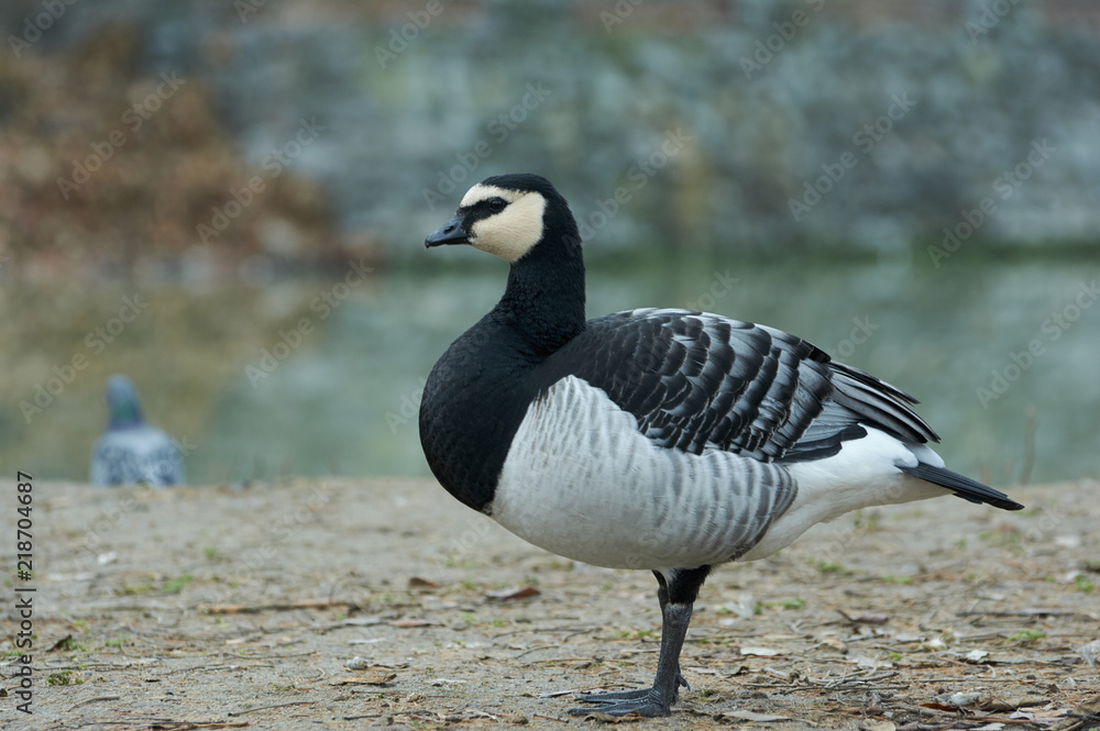 Fototapeta premium Barnacle Goose (Branta leucopsis) in near the pond. A bird in a park in autumn in Eastern Europe Ukraine. Bird watching in the city.