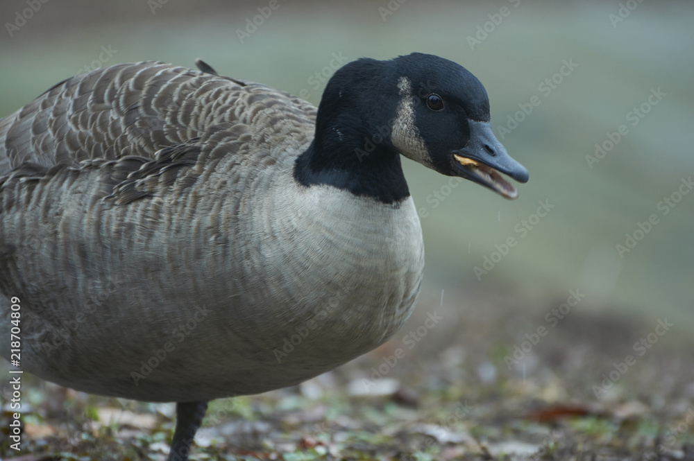 Fototapeta premium Canadian goose or Branta in near the pond. A bird in a park in autumn in Eastern Europe Ukraine. Bird watching in the city