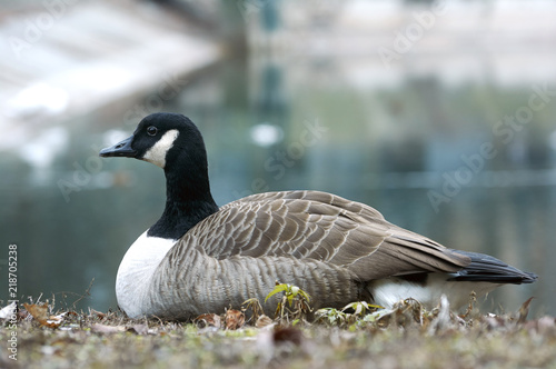 Canadian goose or Branta restingn in  near the pond. A bird in a park in autumn in Eastern Europe Ukraine.  Bird watching in the city photo