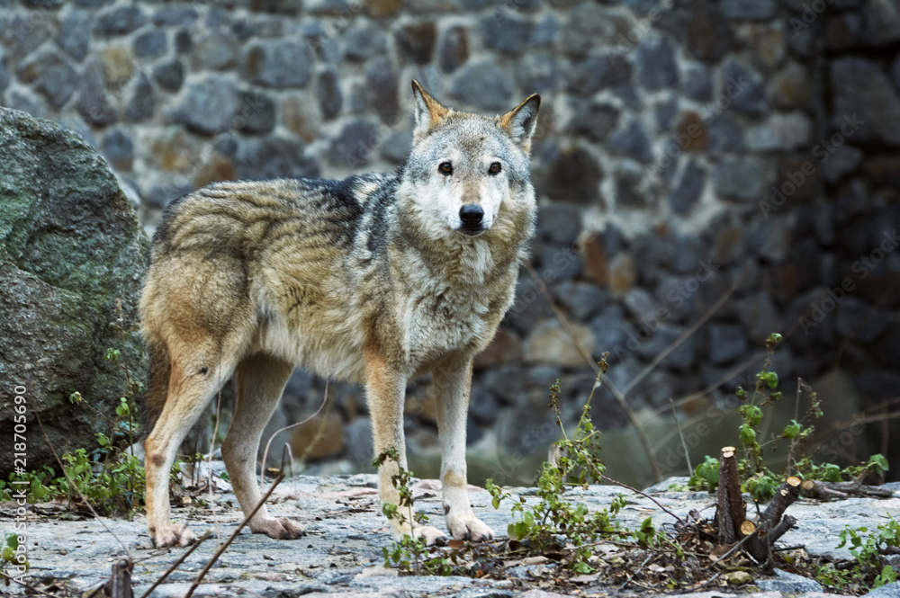 Grey Wolf  captivity in the zoo.  Animal in captivity. Cool for illustrations about animal rights.