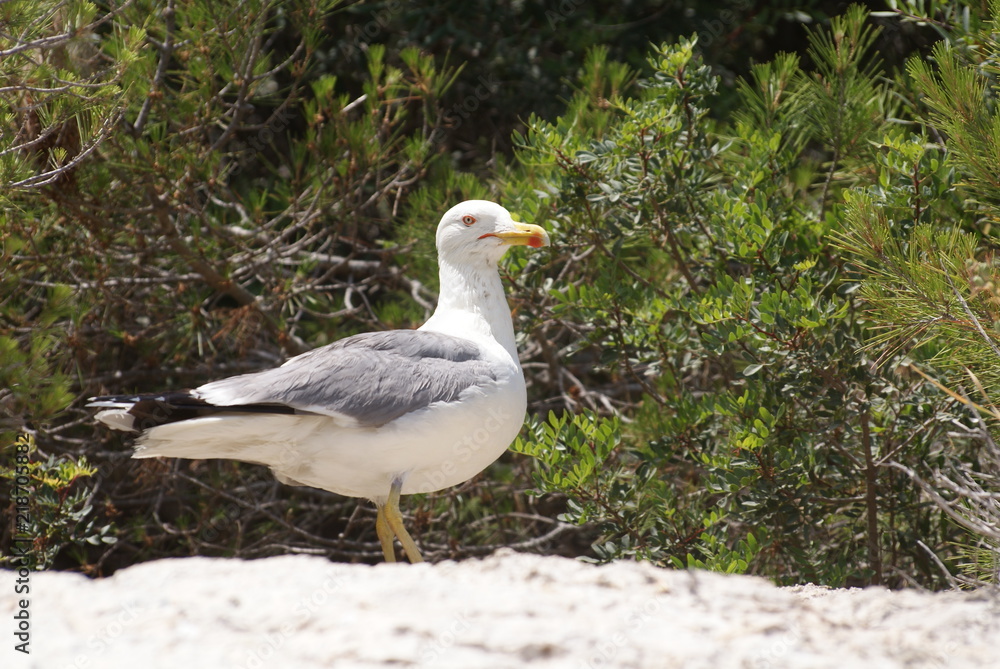 Gaviota patiamarilla adulta sobre roca entre vegetación de pinos y matorrales verdes en día soleado de verano en isla de sa Dragonera, Islas Baleares, España. Gaviota patiamarilla adulta sobre roca entre vegetación de pinos y matorrales verdes en día soleado de verano en isla de sa Dragonera, Islas Baleares, España.