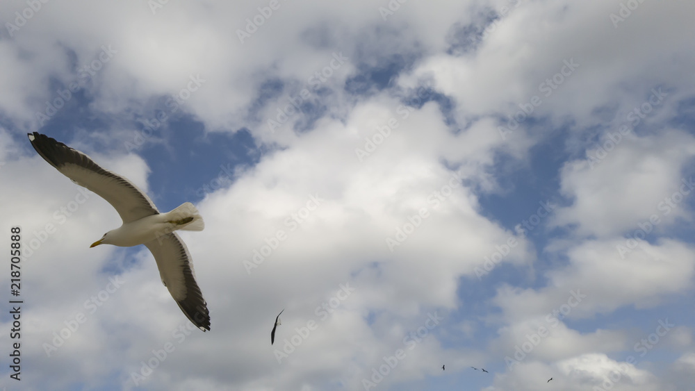 Obraz premium Nice to watch the solitary flight of seagulls, enjoy your freedom, walking on the beach of Itaipu, in Niterói, Rio de Janeiro.