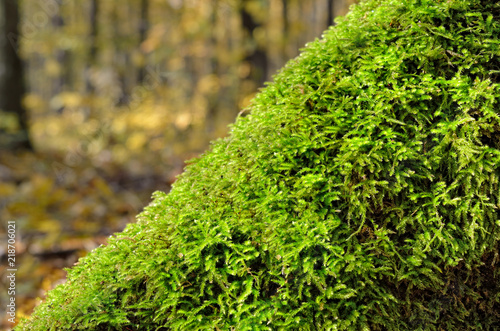 Green moss among the fallen leaves in the forest