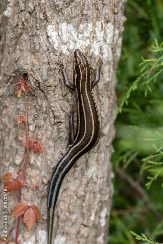 Skink Skink