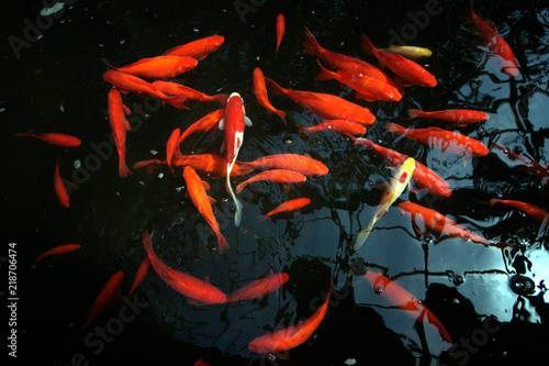 赤い魚の群れ