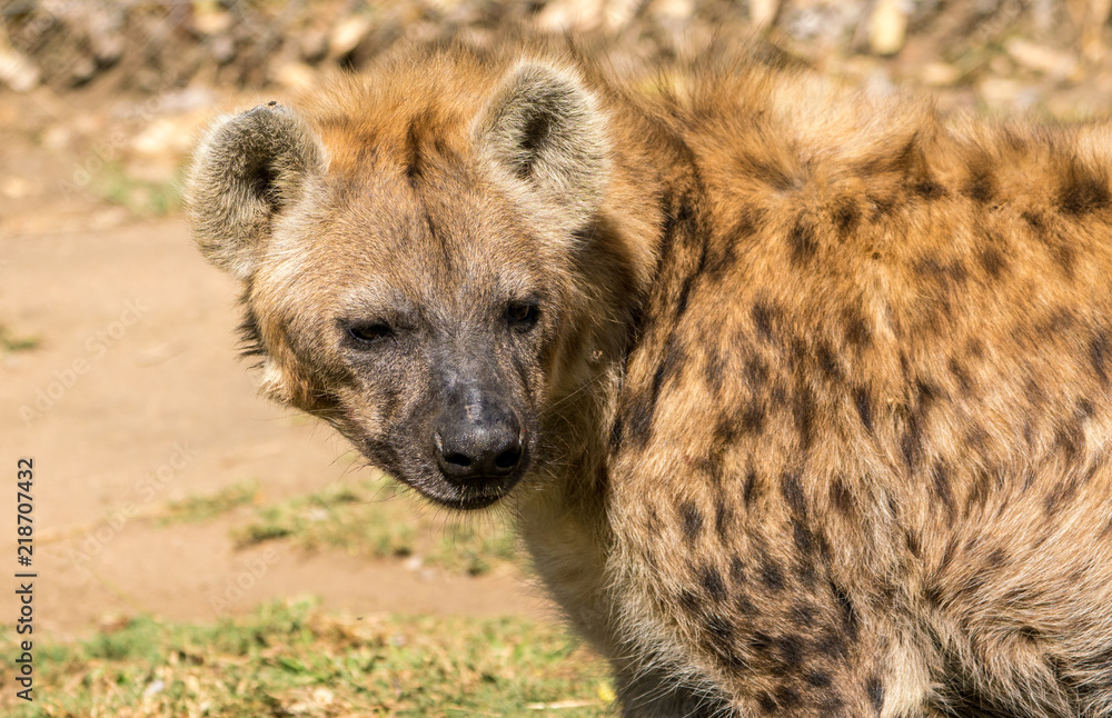 Hyena in close up Hyena in close up