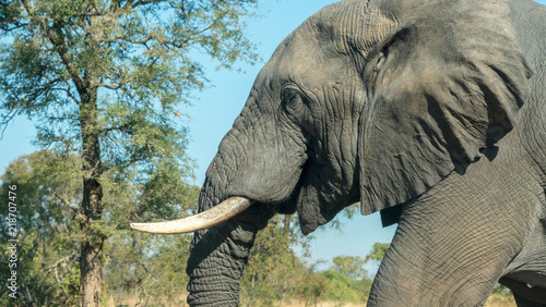 Elephant in close up in the plains of south africa. 