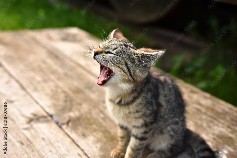 Young Kitten Yawning 