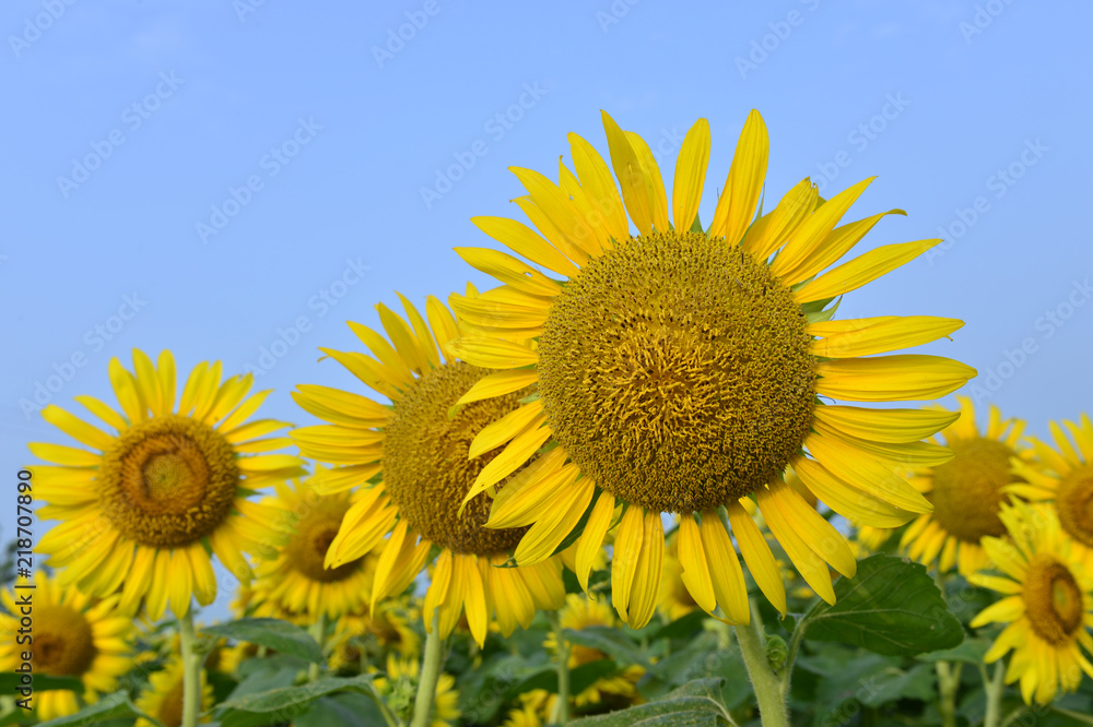 Sunflowers in the field