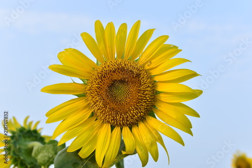 Sunflowers in the field