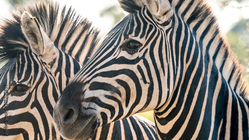 Fototapeta Naklejka Na Ścianę i Meble -  Close up of a zebra in south africa.