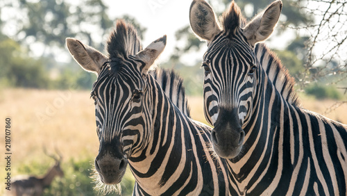 Two zebras in a portrait standing in africa.