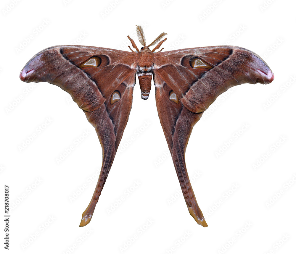 Fototapeta premium Hercules Moth isolated on white background