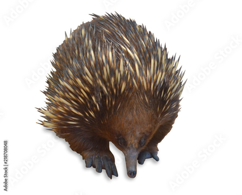 Quadro em tela Short-beaked echidna isolated on white background