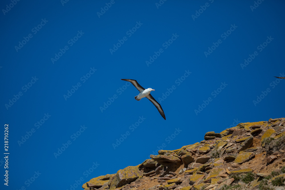 seagull in the sun in antarctica gull seagull in the sun in antarctica gull