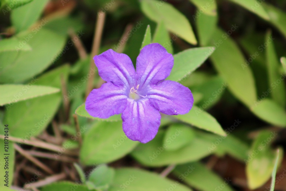 Single Purple Lithodora bloom Single Purple Lithodora bloom