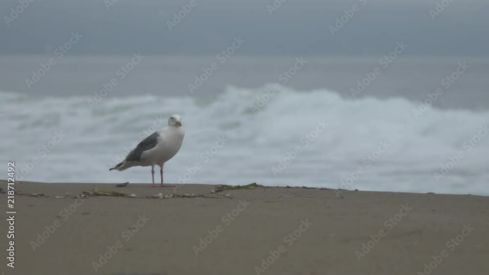 荒波と砂浜のカモメ 荒波と砂浜のカモメ