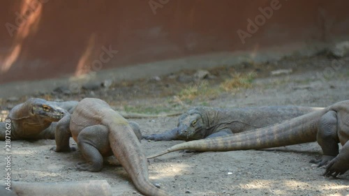 Komodo Dragon Indonesia photo