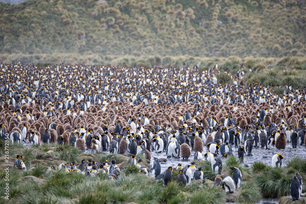 Obraz premium penguin in the arctic