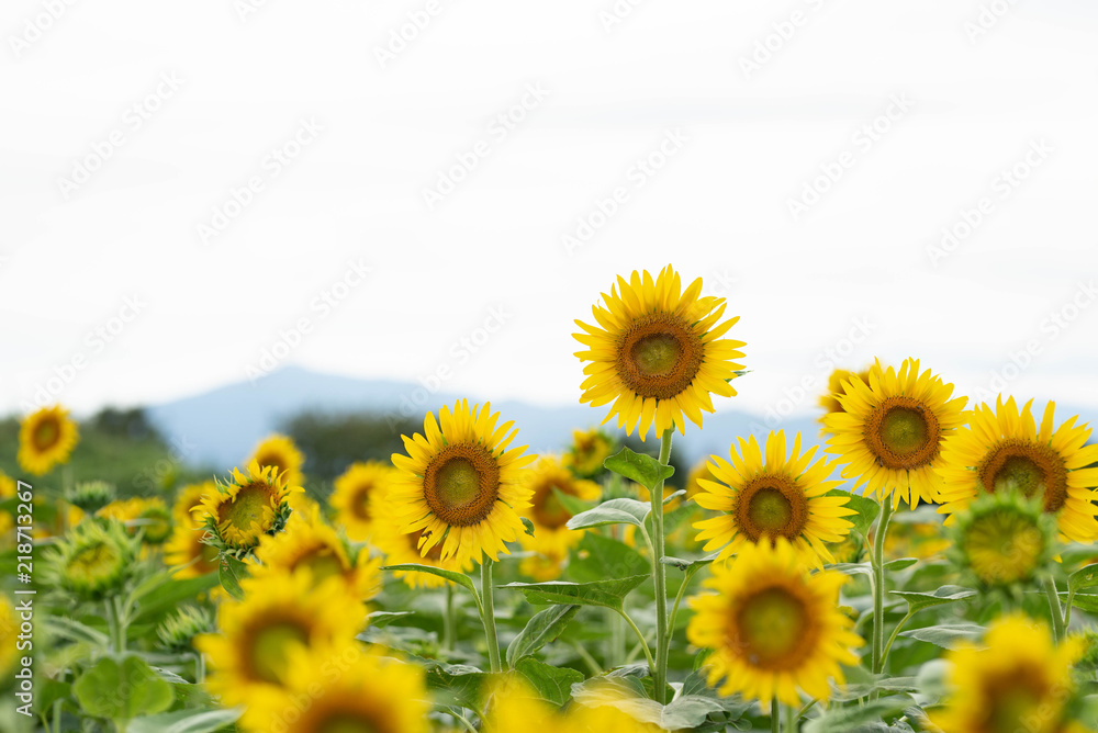 Summer Japanese sunflower