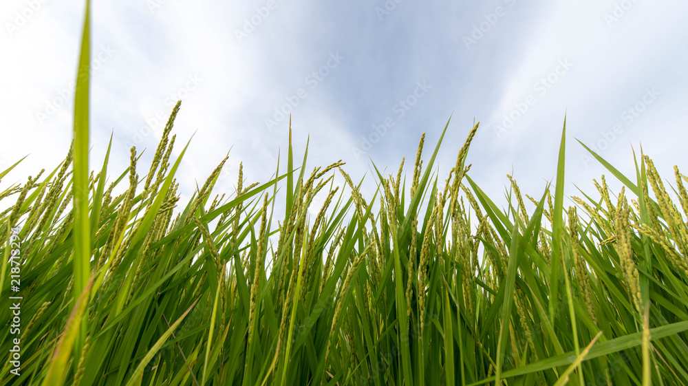 Obraz premium Summer Japanese paddy fields