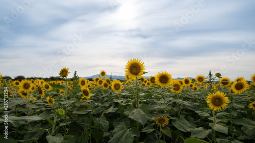 Summer Japanese sunflower © kapinon