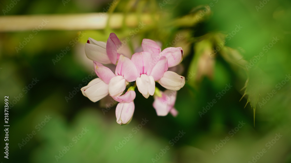 Pink GERANIUM with green bokeh background Pink GERANIUM with green bokeh background