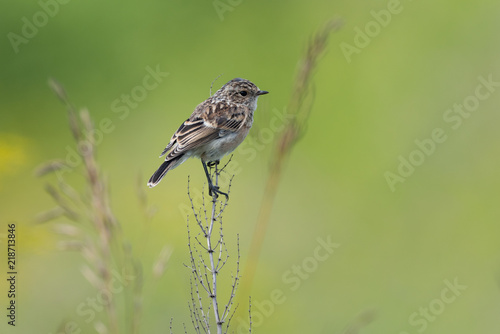 The young Whinchat (lat. Saxicola rubetra) a songbird of the flycatcher family.