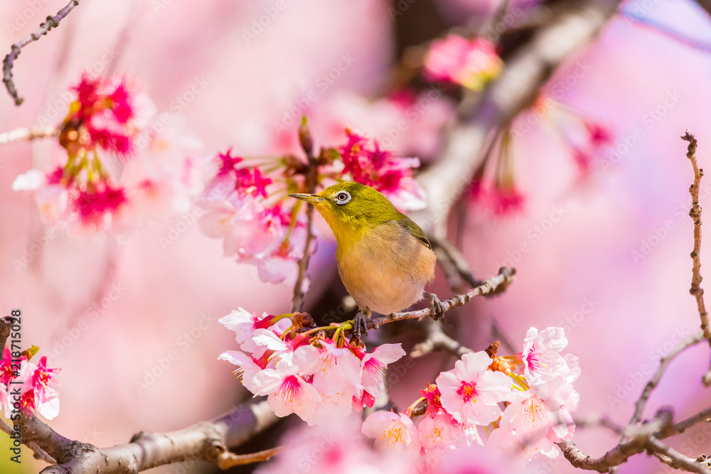 Japanese White-eye.The back is cherry blossoms(Japanese name is Kanzakura). Located in Tokyo Prefecture Japan. Japanese White-eye.The back is cherry blossoms(Japanese name is Kanzakura). Located in Tokyo Prefecture Japan.