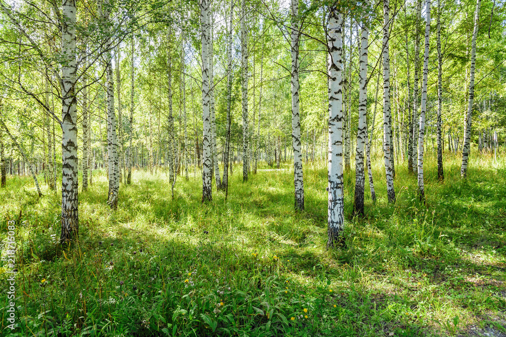 Obraz premium Outdoor Scenery: Birch Grove in Nature Park As Summer Landscape