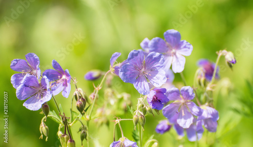 Summer Sunlight Scene  Beautiful Blue Flowers on Green Grass Background
