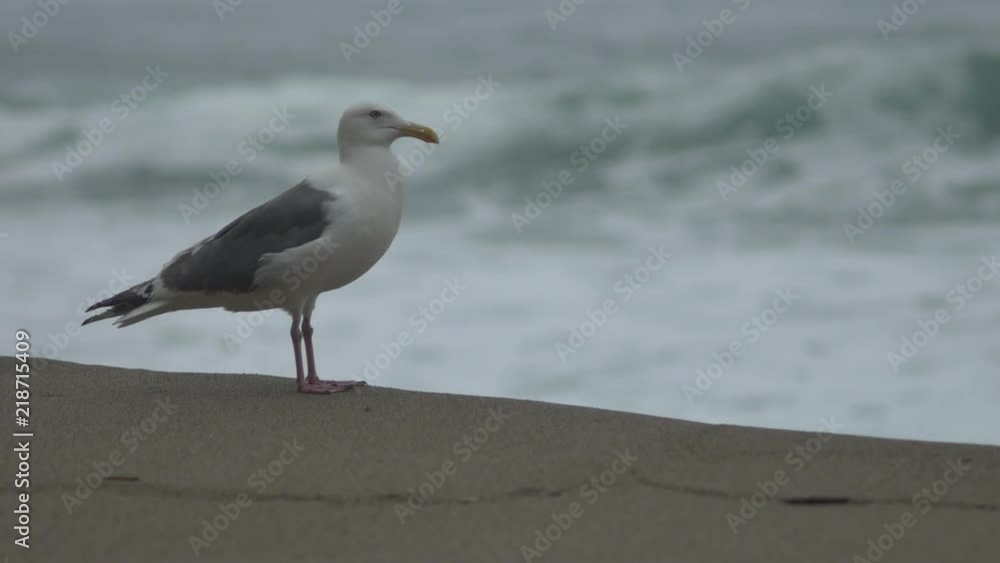 荒波と砂浜のカモメ 荒波と砂浜のカモメ