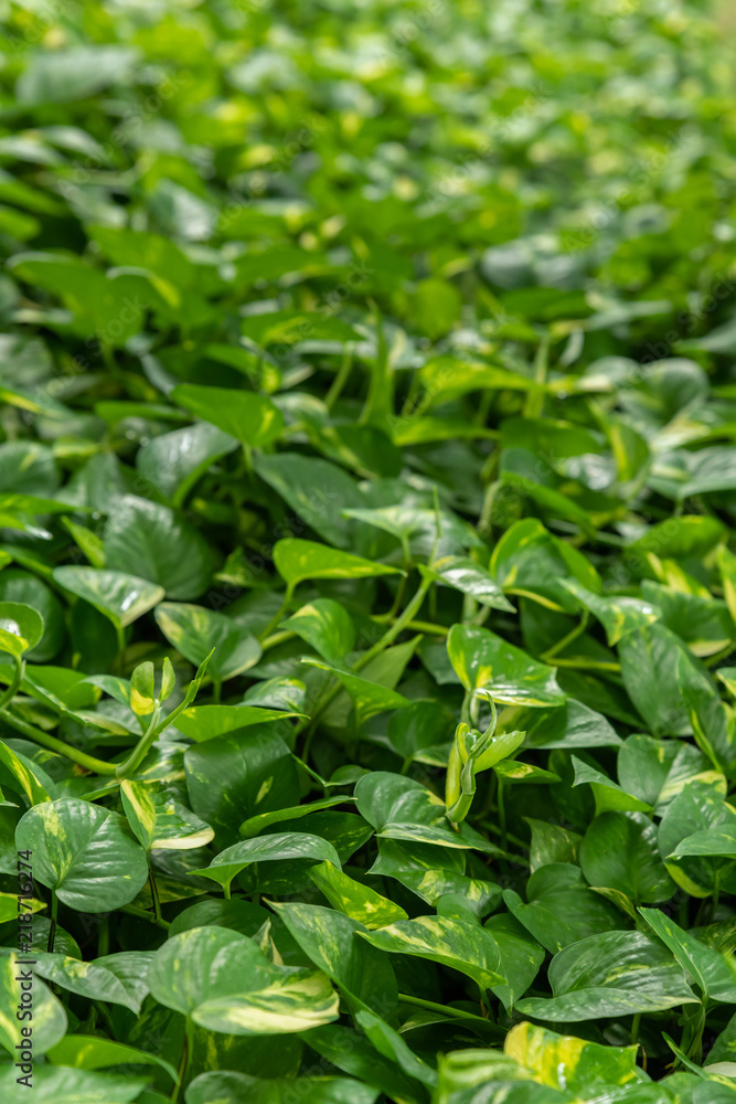 Devil's Ivy with heart shaped leaves for background Devil's Ivy with heart shaped leaves for background