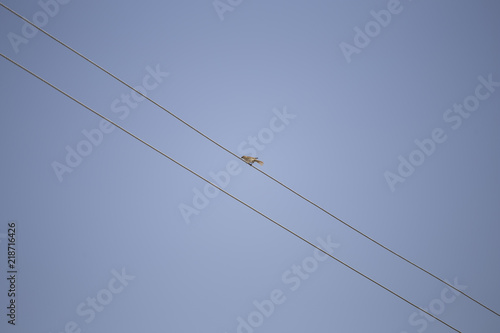 bird on the wires