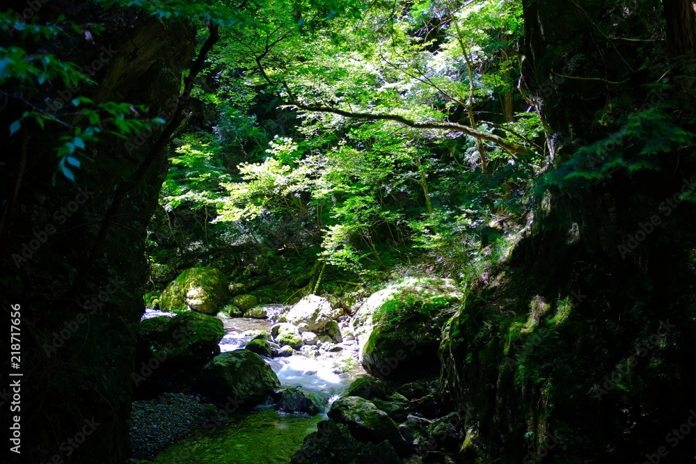 Green Forest with River Green Forest with River