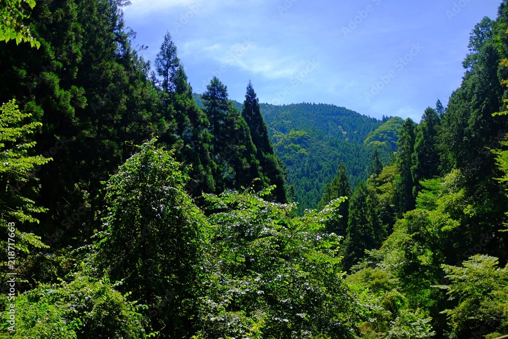 Green Forest with River