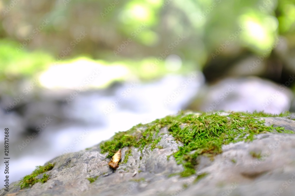Green Forest with River Green Forest with River