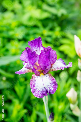 Fototapeta Naklejka Na Ścianę i Meble -  Iris flower blooming in the garden. Shallow depth of field.