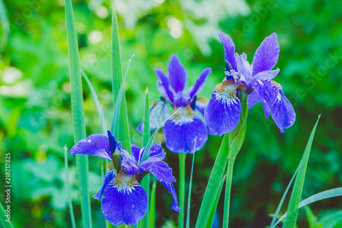 Fototapeta Naklejka Na Ścianę i Meble -  Iris flower blooming in the garden. Shallow depth of field.