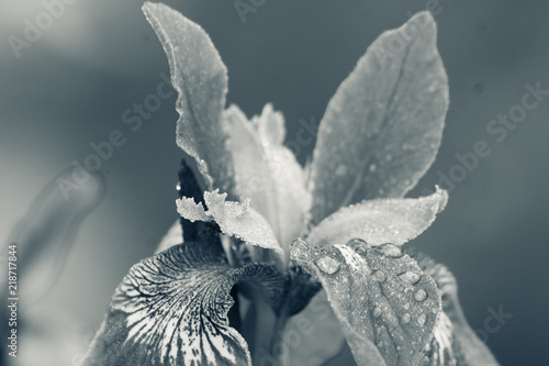 Fototapeta Naklejka Na Ścianę i Meble -  Iris flower blooming in the garden. Shallow depth of field. Black and white image.