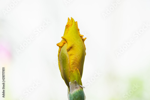 Fototapeta Naklejka Na Ścianę i Meble -  Iris flower blooming in the garden. Shallow depth of field.