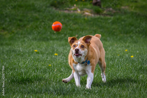 Texas Heeler Plays Fetch in the grass with an orange ball with an intense look