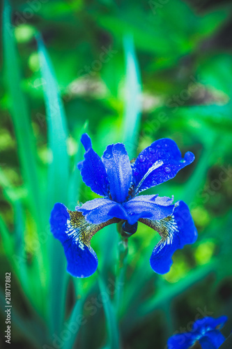 Fototapeta Naklejka Na Ścianę i Meble -  Iris flower blooming in the garden. Shallow depth of field.