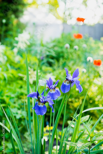Fototapeta Naklejka Na Ścianę i Meble -  Iris flower blooming in the garden. Shallow depth of field.