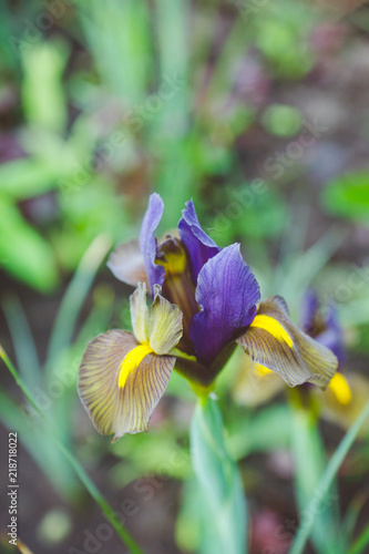 Fototapeta Naklejka Na Ścianę i Meble -  Iris flower blooming in the garden. Shallow depth of field.