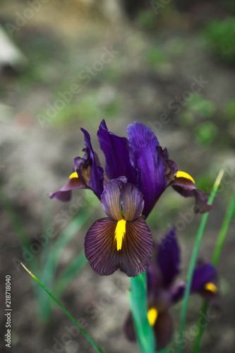 Fototapeta Naklejka Na Ścianę i Meble -  Iris flower blooming in the garden. Shallow depth of field.