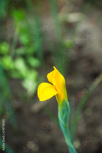 Fototapeta Naklejka Na Ścianę i Meble -  Iris flower blooming in the garden. Shallow depth of field.