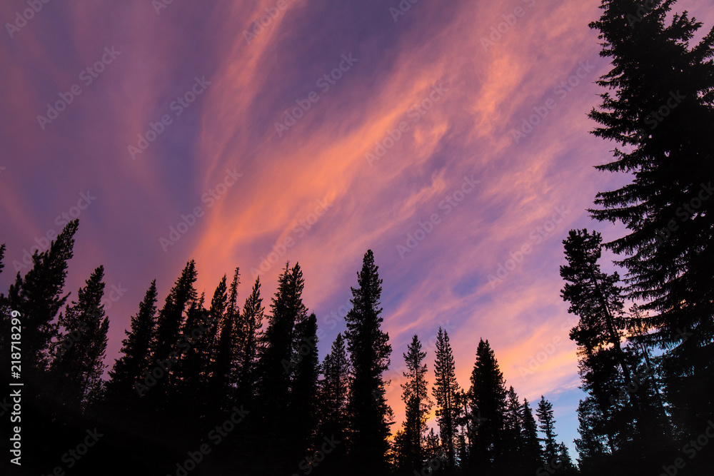 Tree's during a beautiful sunset camping in Oregon state Tree's during a beautiful sunset camping in Oregon state